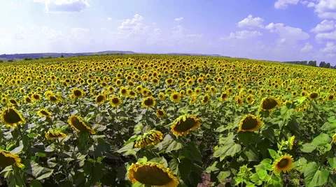 Sunflowers Field Stock Footage 48553498