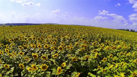 Sunflowers Field Stock Footage 48553563