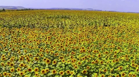 Sunflowers Field Stock Footage 48553564