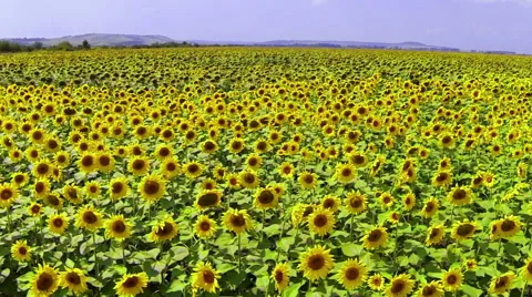 Sunflowers Field Stock Footage 48553618