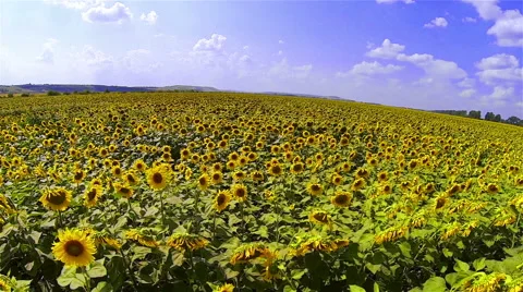 Sunflowers Field Stock Footage 48553679