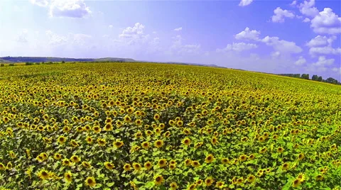 Sunflowers Field Stock Footage 48553829