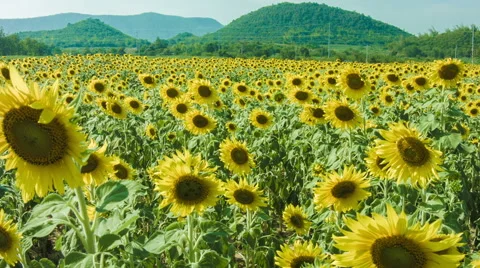 Sunflowers Field Stock Footage 48785983