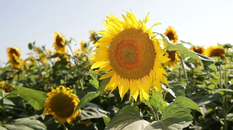 Sunflowers On The Field Stock Footage 52341060