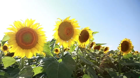 Sunflowers On The Field Stock Footage 52361180