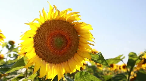 Sunflowers On The Field Stock Footage 52363159