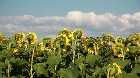 Sunflowers On The Field Stock Footage 52371968