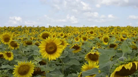 Sunflowers in the field Stock Footage 52443415