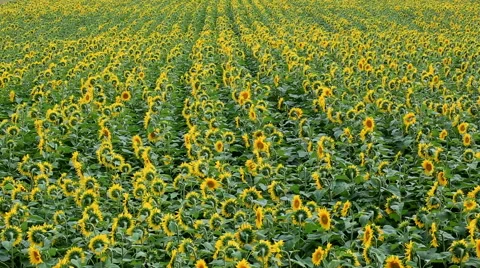 Sunflowers Field Vidéo 52449853