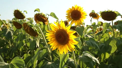 Sunflowers On The Field Stock Footage 53161584