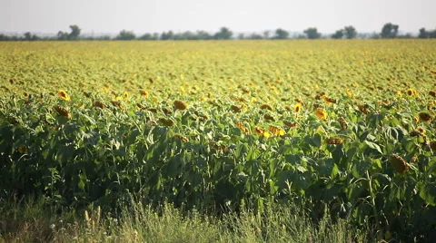 Sunflowers On The Field Stock Footage 53174561