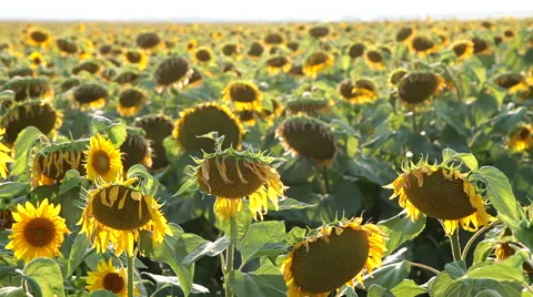 Sunflowers On The Field Stock Footage 53175937