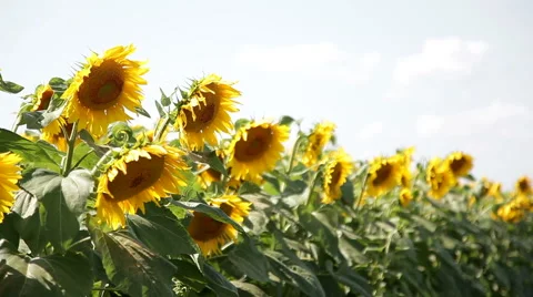 Sunflowers On The Field Stock Footage 53195782
