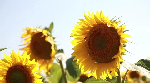 Sunflowers On The Field Stock Footage 53200791
