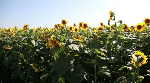 Sunflowers On The Field Stock Footage 53816822