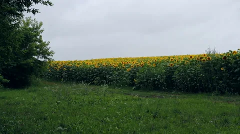 Sunflowers field Stock Footage 54792259