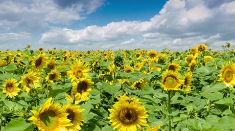 Sunflowers Field Video stock 55084549