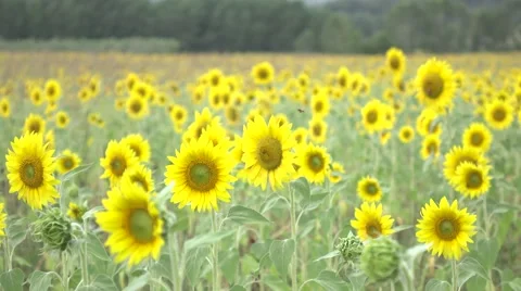 Sunflowers field Stock Footage 67943112