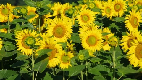 Sunflowers field Stock Footage 71003867