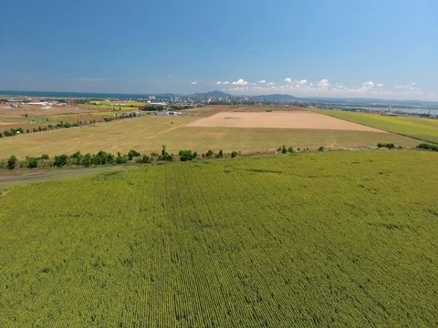 Sunflowers field Video stock 74572960