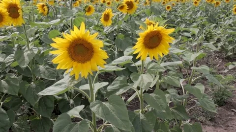 Sunflowers In The Field. Stock Footage 79448471