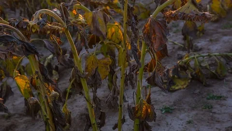 Sunflowers on the field Stock Footage 81630985