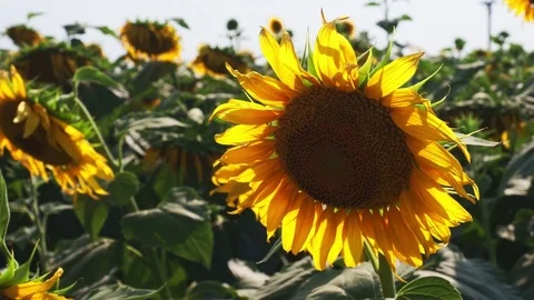 Sunflowers on the field Stock Footage 82988113