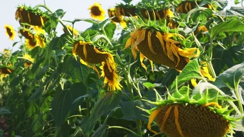 Sunflowers on the field Stock Footage 82988160