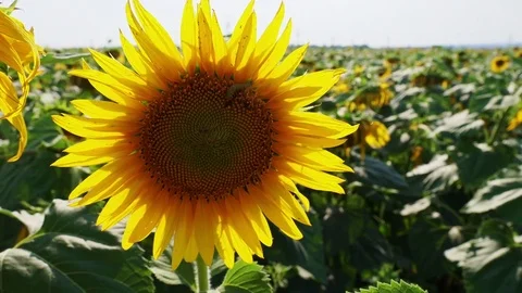 Sunflowers on the field Stock Footage 82988403