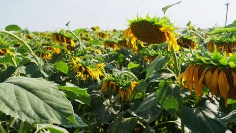 Sunflowers on the field Stock Footage 82988460