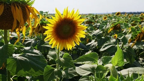 Sunflowers on the field Stock Footage 82989056