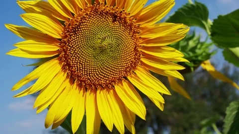 Sunflowers on the field Stock Footage 82989131