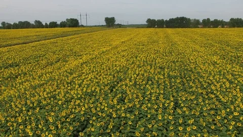 Sunflowers field Video stock 85598384