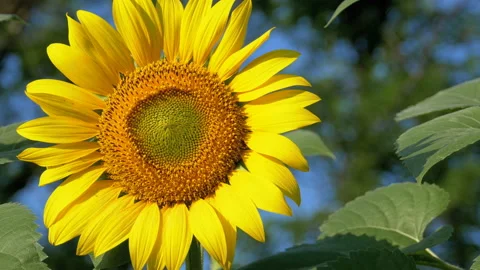 Sunflowers in the Field Stock Footage 92825125