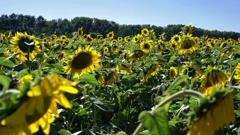 Sunflowers field Video stock 94182885