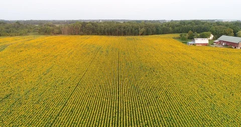 Sunflowers in the field Stock Footage 98913487