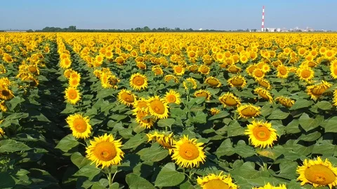 Sunflowers field Stock Footage 105135741