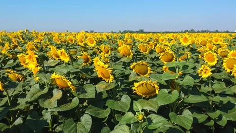 Sunflowers field Stock Footage 105135960