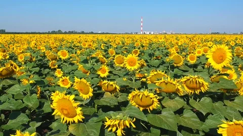 Sunflowers field Stock Footage 105136095