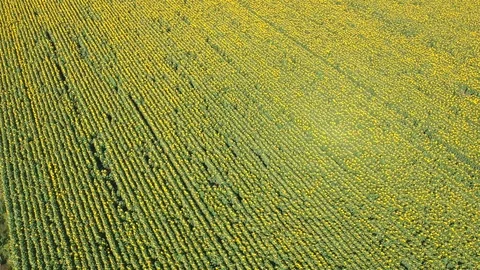 Sunflowers field Stock Footage 105136215