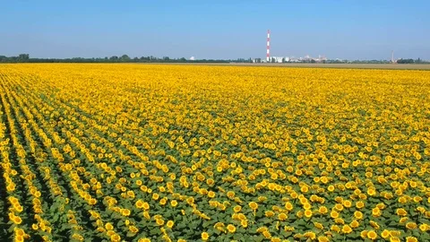 Sunflowers field Stock Footage 105136251