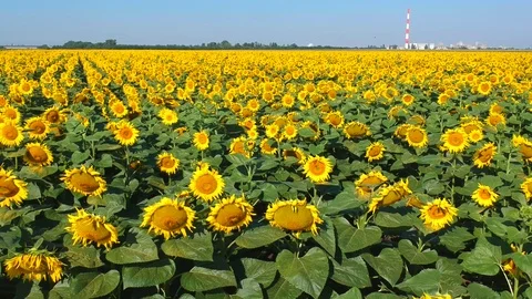Sunflowers field Stock Footage 105136365