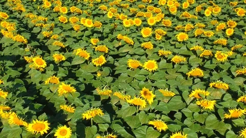 Sunflowers field Stock Footage 105136402