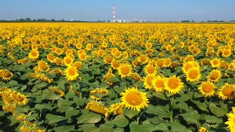 Sunflowers field Stock Footage 105136485