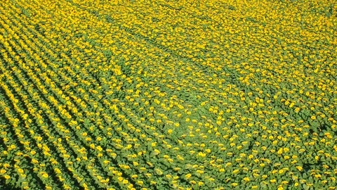 Sunflowers field Stock Footage 105136512