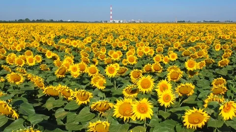 Sunflowers field Stock Footage 105136521