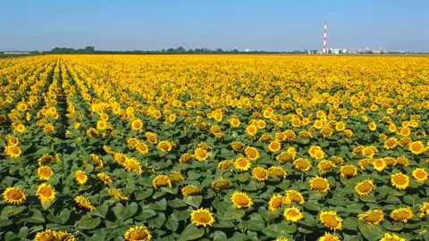 Sunflowers field Stock Footage 105181268