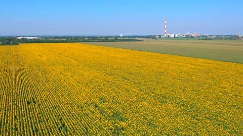 Sunflowers field Stock Footage 105181346