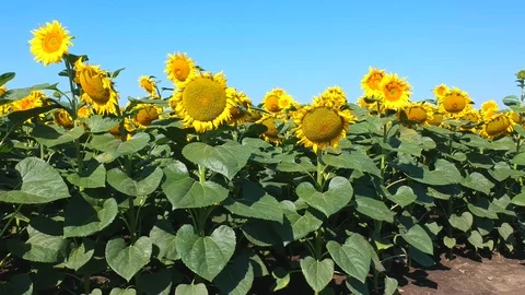 Sunflowers field Stock Footage 105181395