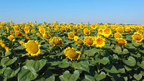 Sunflowers field Stock Footage 105181420